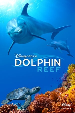 Dolphin Reef izle